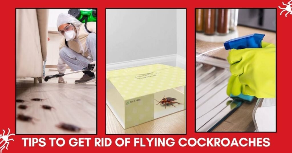 Tips to get rid of flying cockroaches