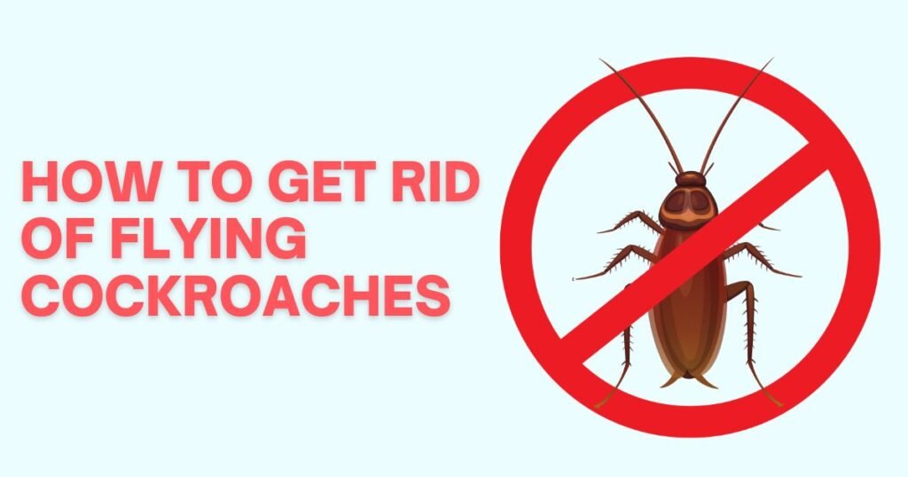how to get rid of flying cockroaches